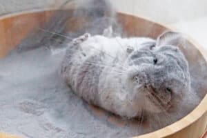 Why Your Chinchilla Is Losing Hair (Problems & Remedies)