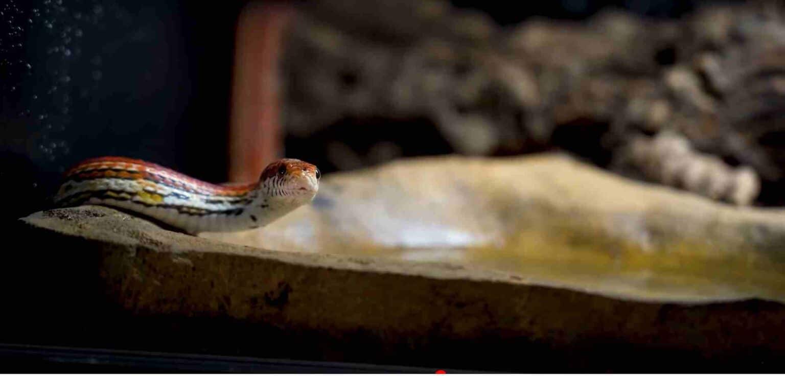 How To Sex A Corn Snake Male or Female Gender