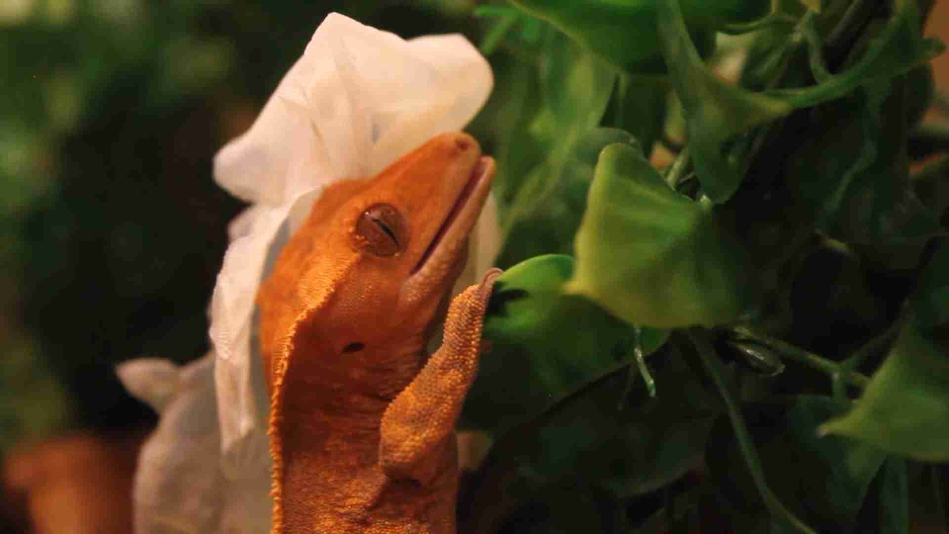 Crested Gecko Shedding 101 Complete Guide - Crested Gecko Skin Shedding And Calcium Levels