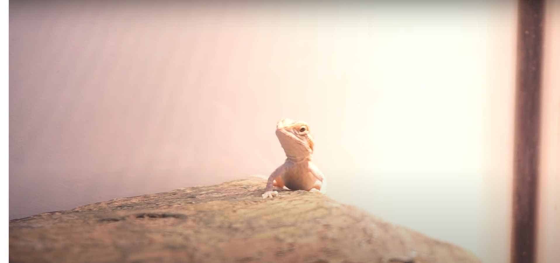 Why is my bearded dragon so small and not growing 