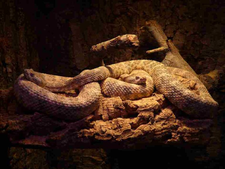 Exquisite How Long Can A Snake Go Without Water Picture Nature Exquisite How Long Can A Snake Go Without Water Picture Nature