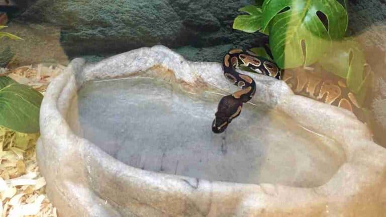 How Often Does A Ball Python Shed And How Long It Takes