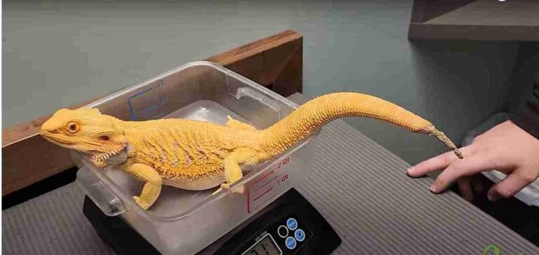 How Can I Help My Bearded Dragon With Stuck Shed?