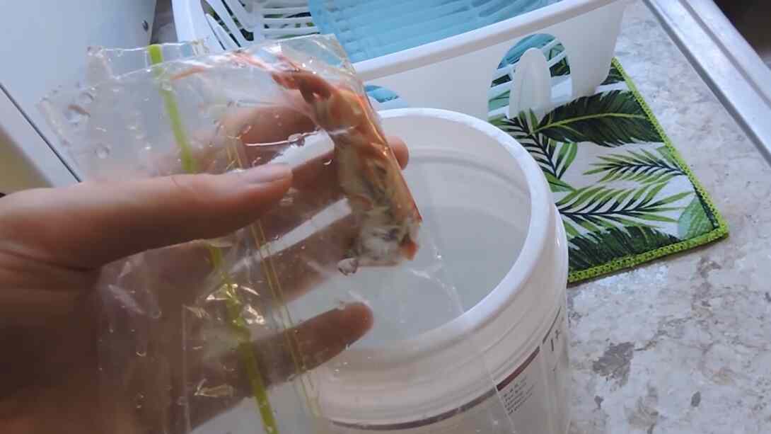How Often To Feed Corn Snakes (Food Guidelines)