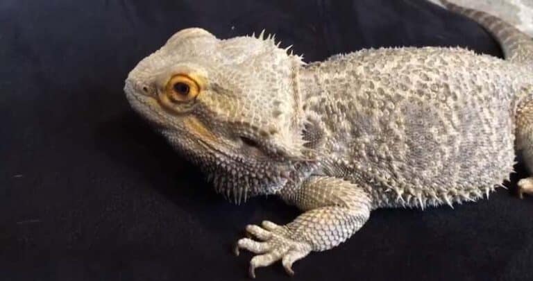 Why Is My Bearded Dragon Breathing Heavy: Is It Respiratory?
