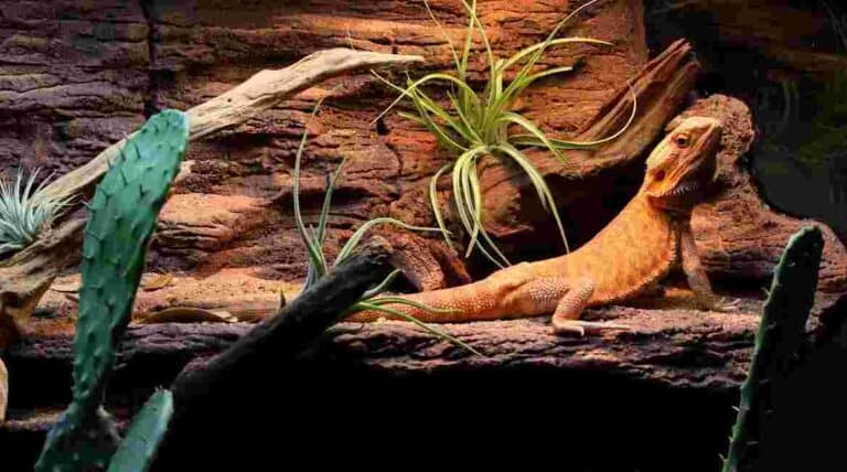 How To Set Up A Bioactive Substrate For Bearded Dragons