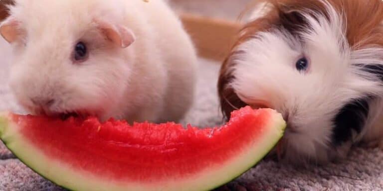 Picture of How To Help Your Guinea Pig Gain Weight Safely