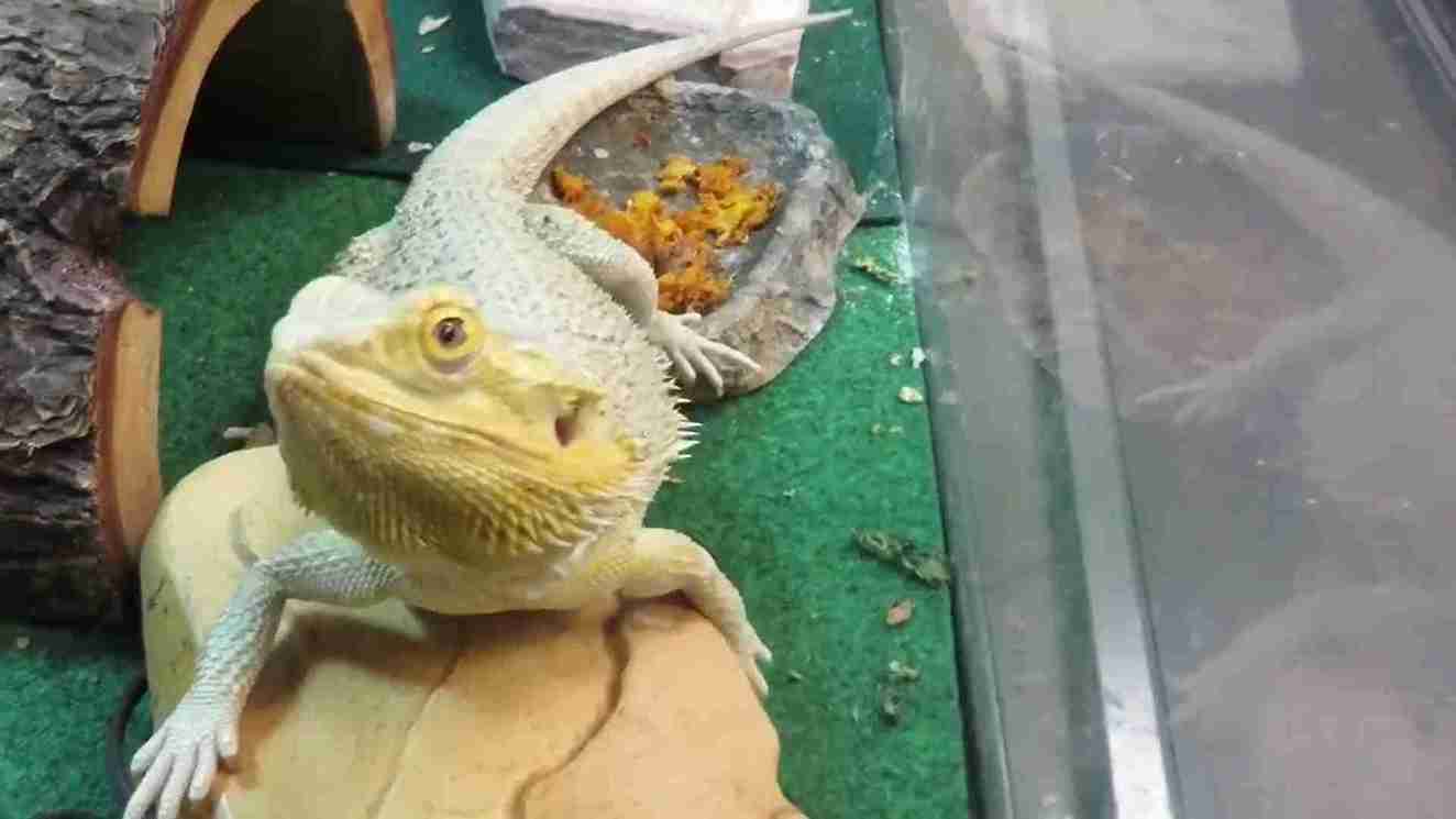 Can You Use Heating Pads For Bearded Dragons?