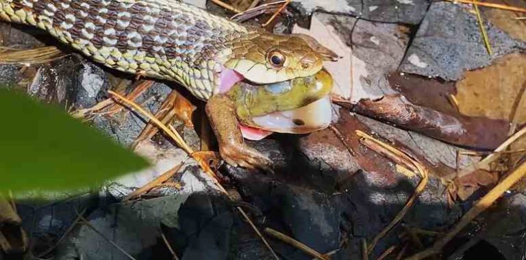 How Do Snakes Feed Their Young And Do They Produce Milk?