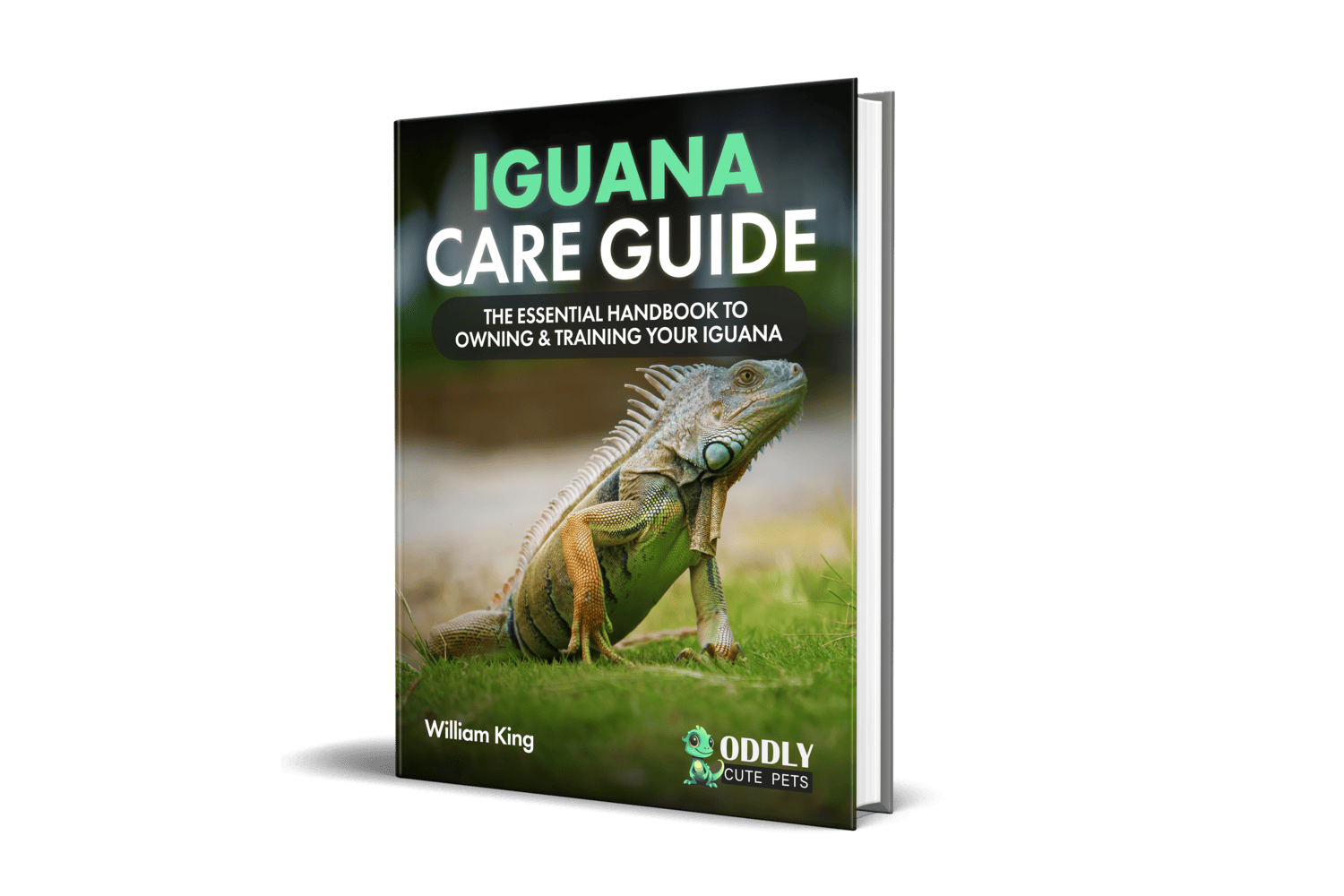 Best Food For Iguanas And What Can They Eat (Food List)